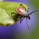 Эти насекомые наиболее опасны для отдыхающих на открытом воздухе