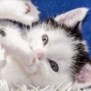 Аллергию на кошек будут лечить прививками
