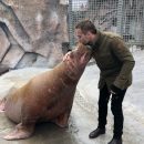 «Сладкая парочка»: Дмитрий Шепелев целовался с моржихой