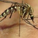 Инфекционисты предупредили об опасности комариных укусов