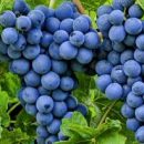 Ученые выявили неожиданное полезное свойство винограда