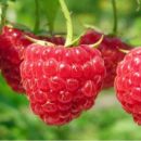 Эта летняя ягода поможет снизить риск заболеваний сердца