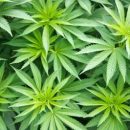 В Великобритании собрались легализировать марихуану
